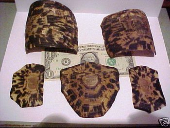 scutes.JPG