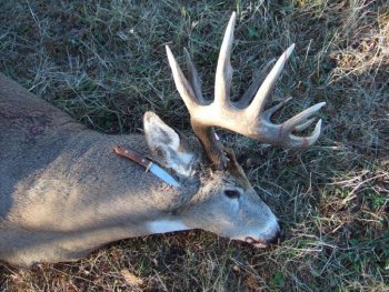 George deer 2.jpg