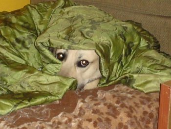 Blanket 2.jpg