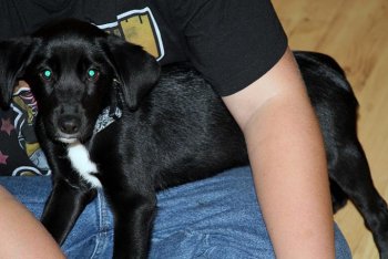 New pup Lady! 017.jpg