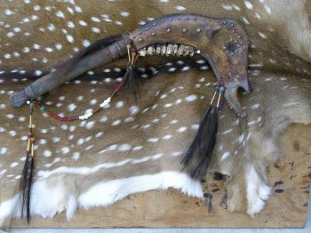 Cow Jaw 029.jpg