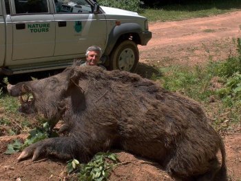 big pig.jpg