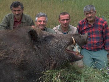 big pig 2.jpg