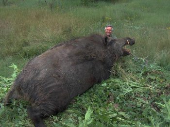 big pig 3.jpg