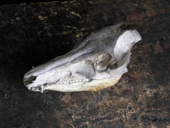 Skull 001.jpg