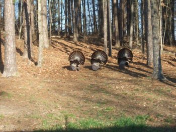 turkeys.jpg