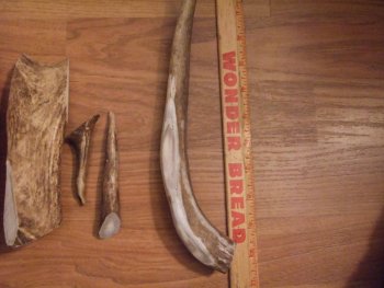 Elk horn 004.jpg