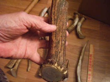 Elk horn 005.jpg