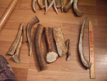 Elk horn 007.jpg