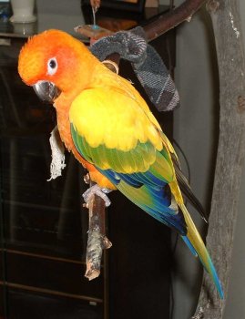 bird3.jpg