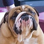 gmailbulldog.jpg