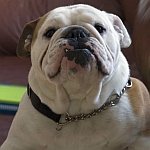 gmailbulldog1.jpg