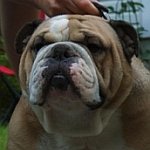 gmailbulldog2.jpg