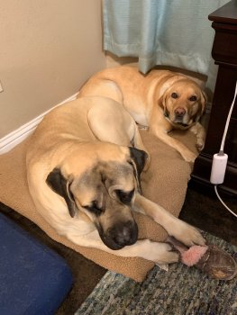 Dogs.jpg