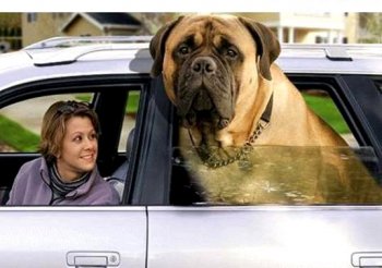 AmericanMastiff.jpg