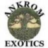 Ankrom Exotics