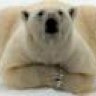RoundBear