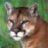 cougar337